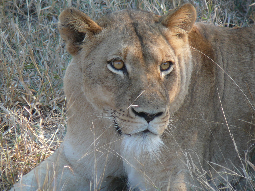 Lion-Kapama-River- Lodge-South-Africa