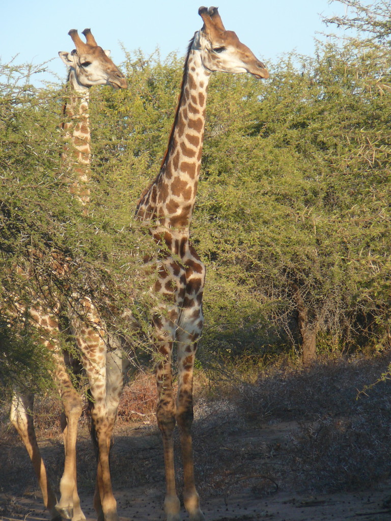 Giraffe-Kapama-River- Lodge-South-Africa