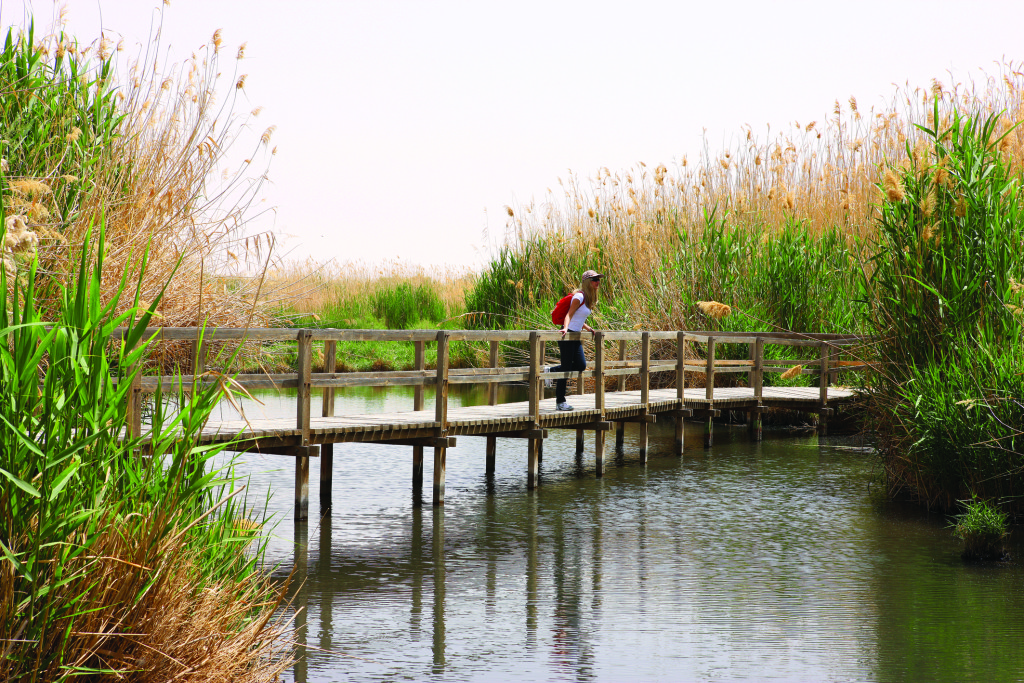 Azraq Wetland Reserve Jordan. Image Image courtesy of Jordan Tourism Board.