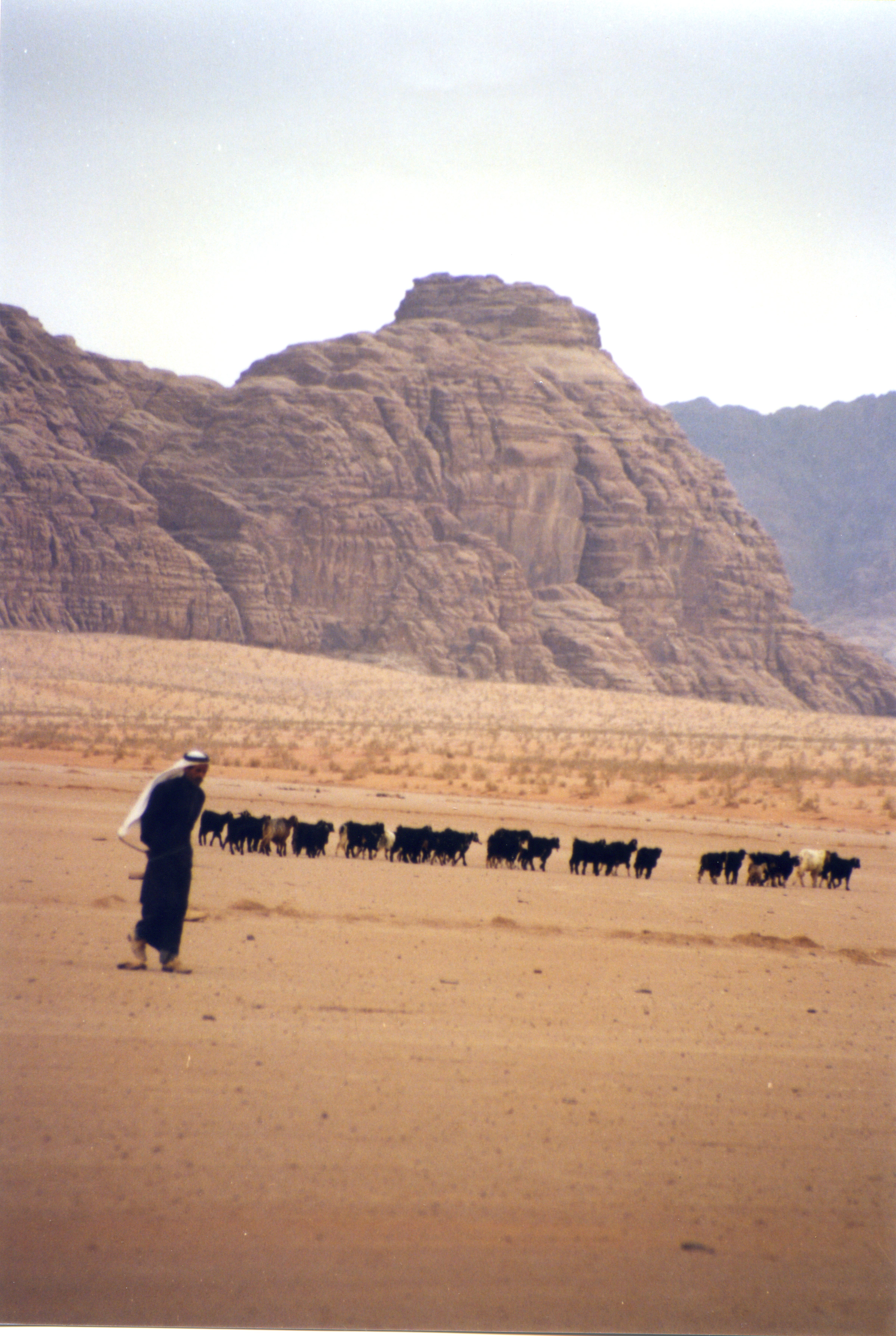 bedouin-with-livestock-Jordan