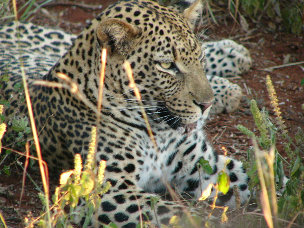 Leopard-Madikwe-Game-Reserve-South Africa .