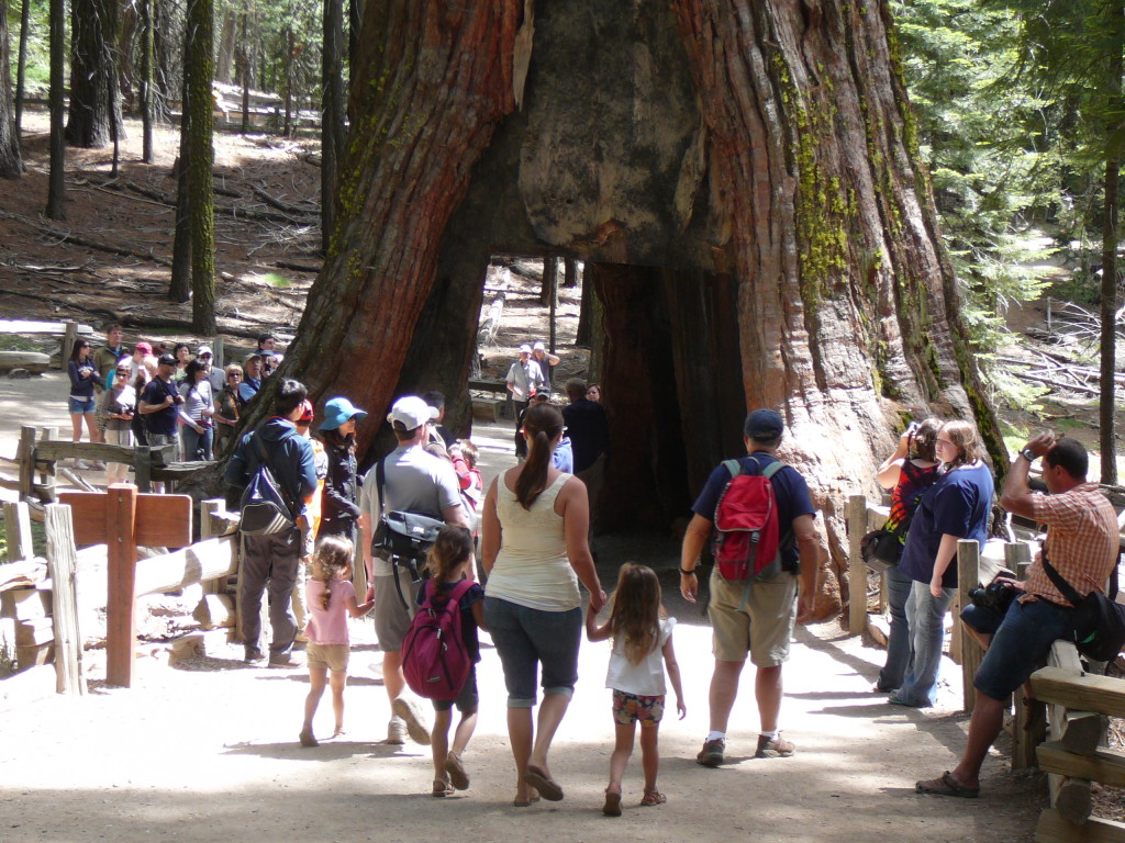 The Californian Tunnel Tree-Yosemite-Natiional-Park-USA