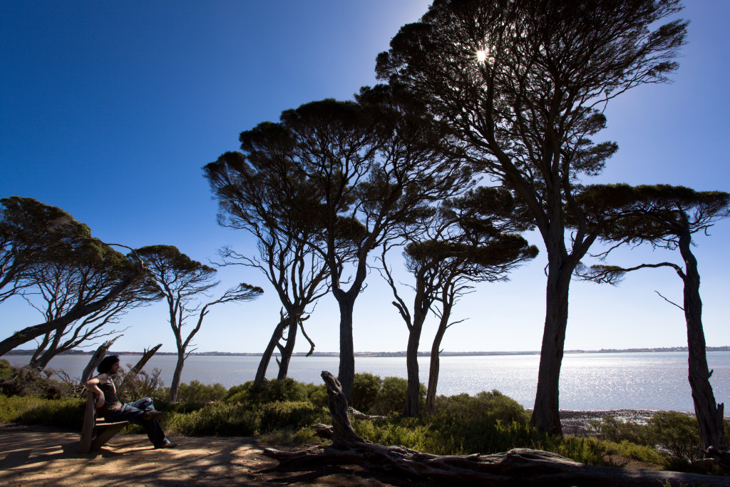 0315-Churchill-Island-trees-Phillip- Island