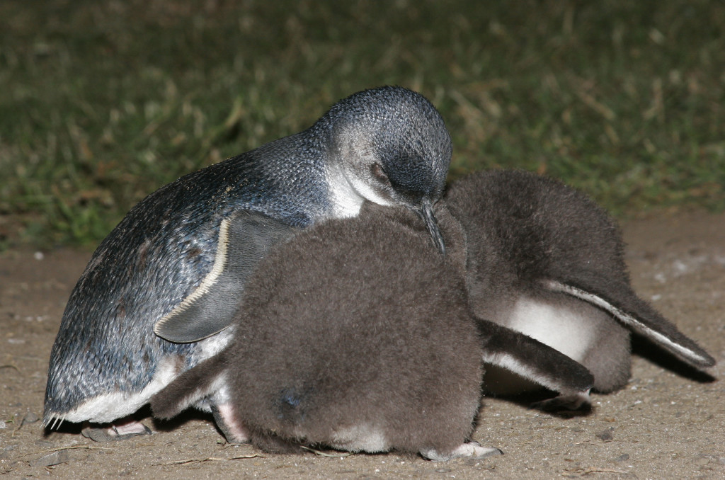 -penguin-chicks-Phillip-Island