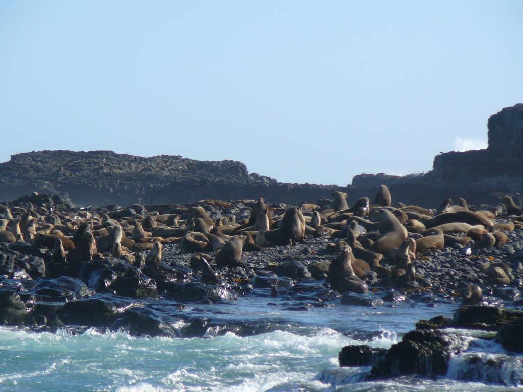 The view of Seal Rocks from the EcoBoat cruise.