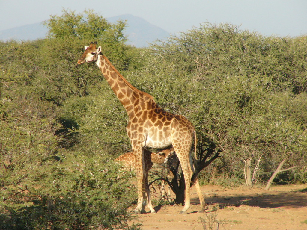 Giraffe-Marataba-Safari-Lodge-Marakele-National-Park-Limpopo-South Africa