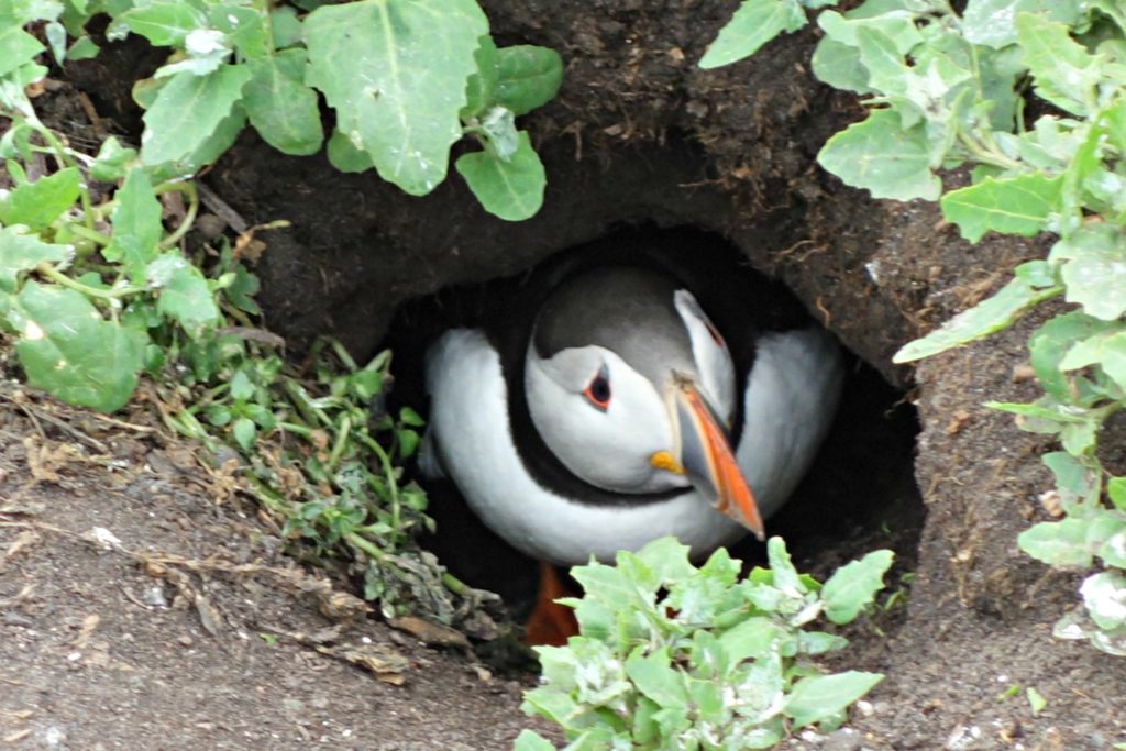 a puffin chick on Inner Farne