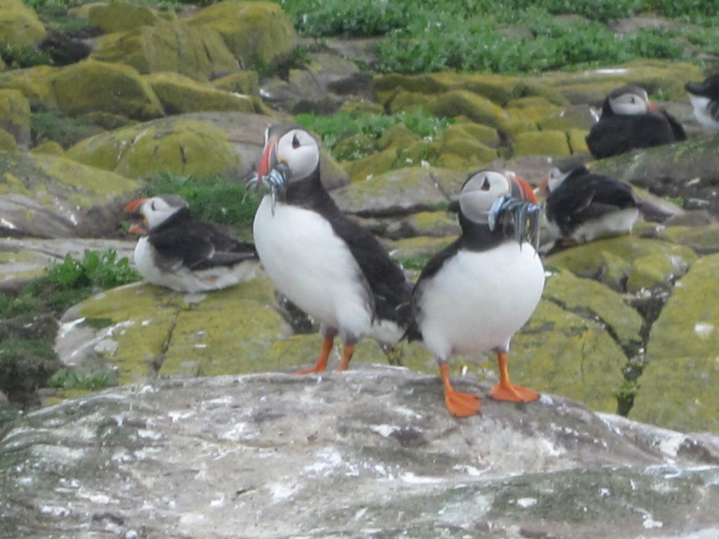 Puffins on Inner Farne. Picture Jenny Davis