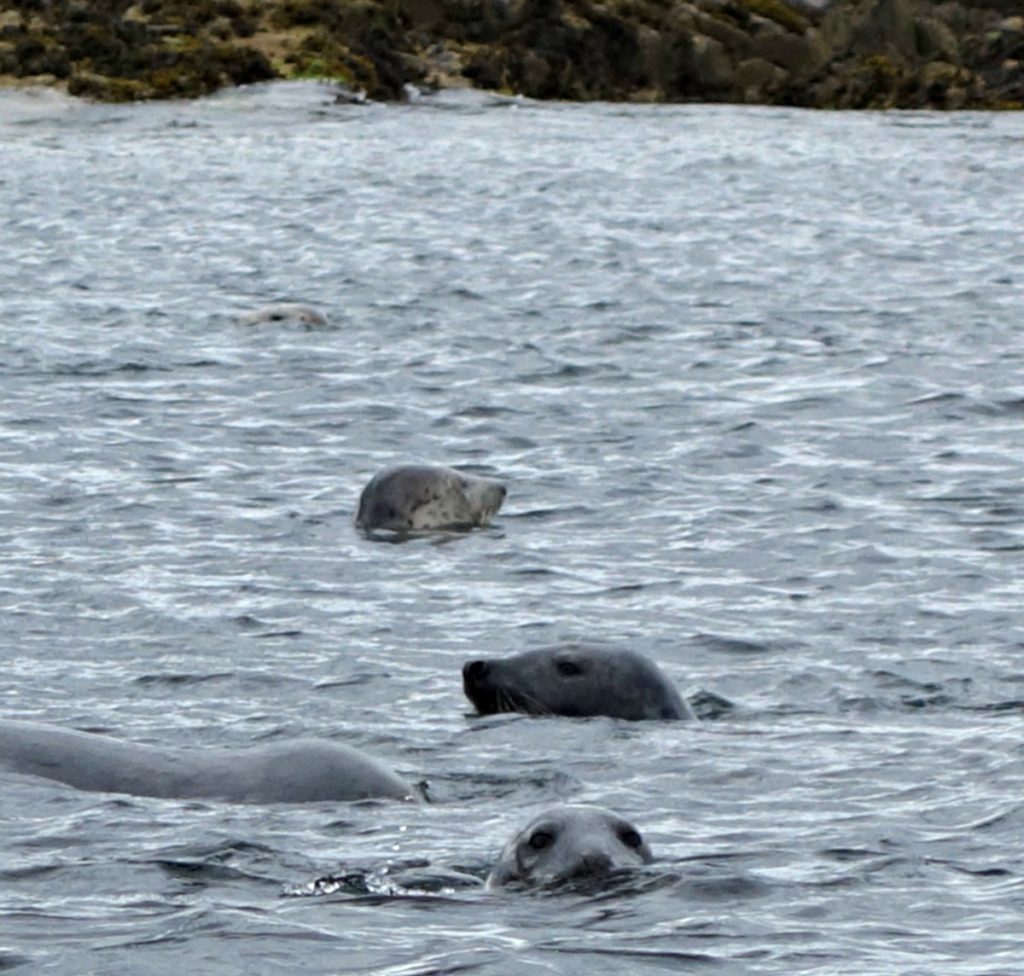 Seals around the Farne Islands
