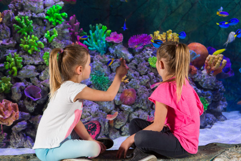 Finding-Dory-and-Friends-The-Experience -at-SEA-LIFE-Melbourne