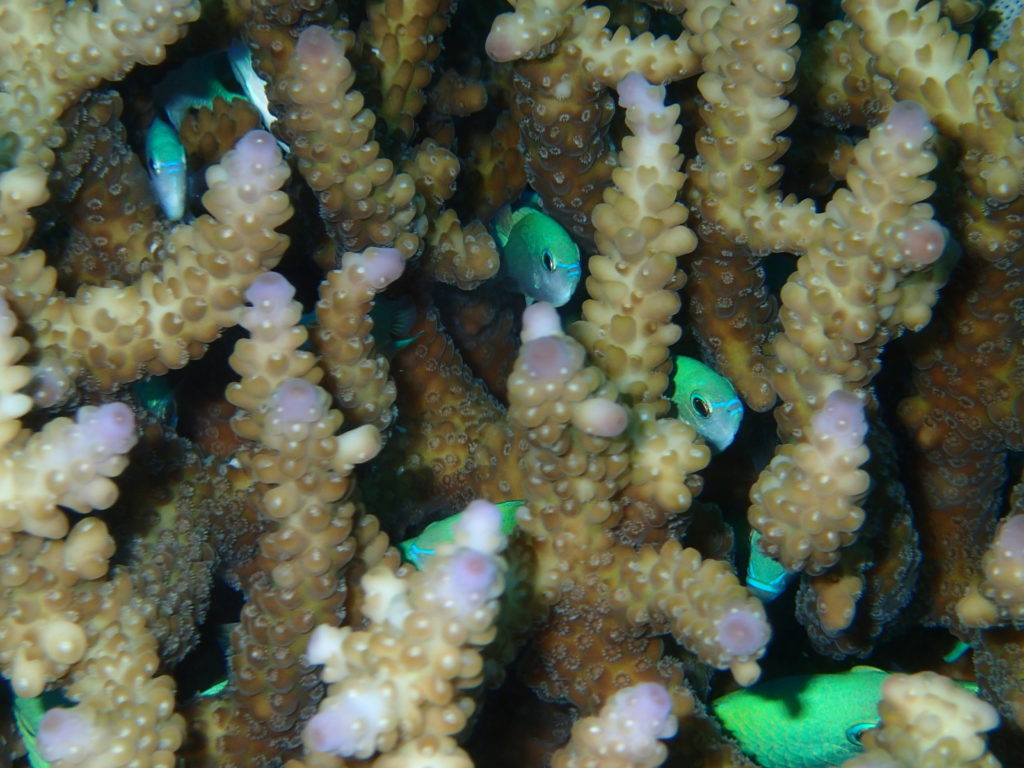 A Wally's World of marine life find a home in coral reefs under siege 