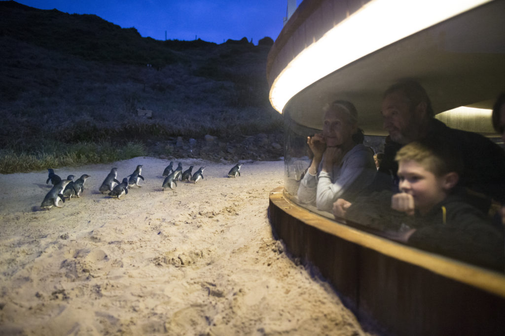Watching penguins at Phillip Island from the underground viewing area.