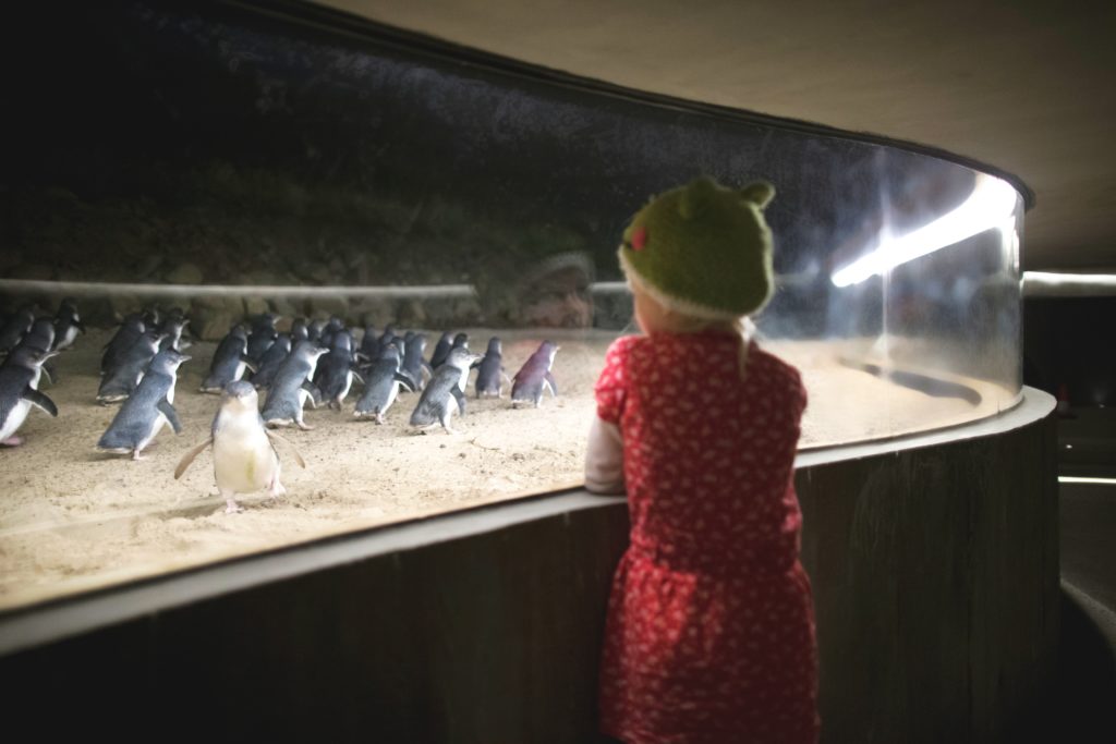 The underground viewing area allows close up views of penguins especially when some come very close to the window.