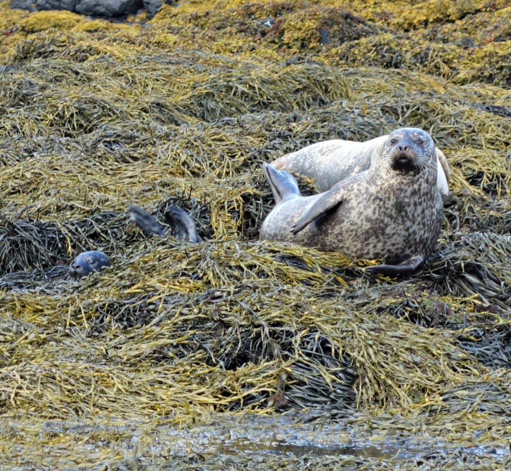 One of the many seal pups we saw.