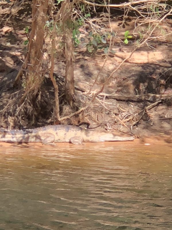 Freshwater crocodiles are a feature of a gorge cruise.