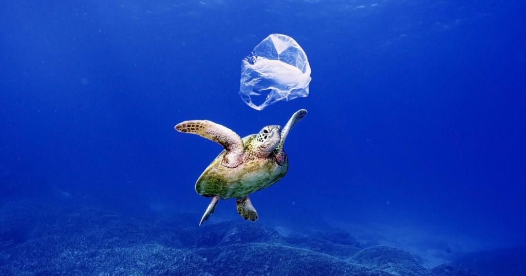 Plastic bags are one of the great dangers to turtles.