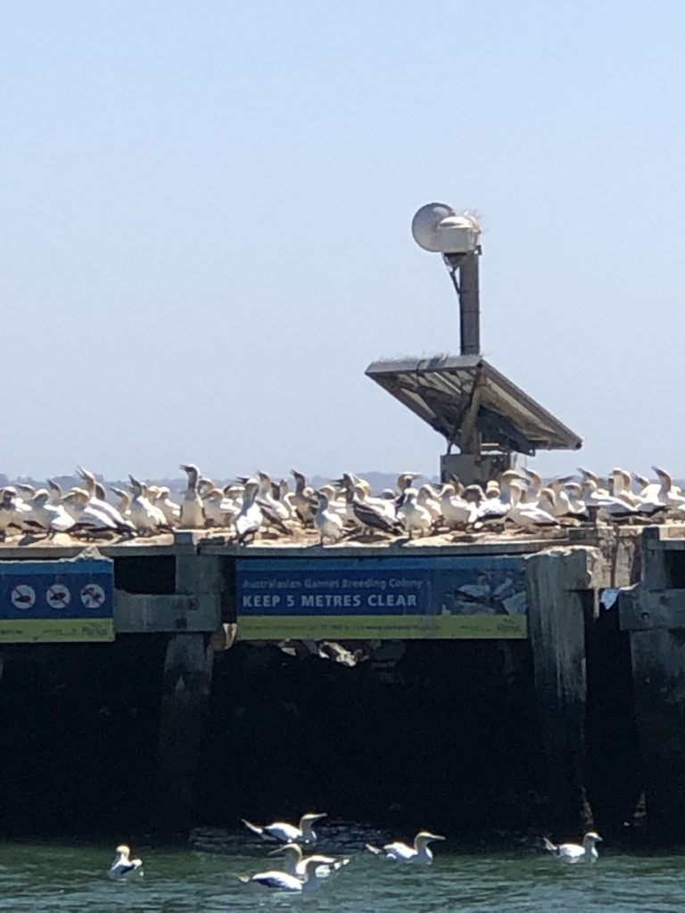 Australasian Gannets at Popes Eye Marine Park .