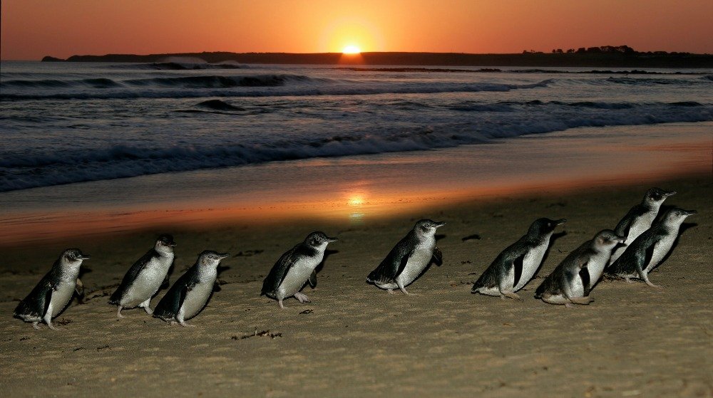 Wildlife Always A Delight At Phillip Island Travels With JB
