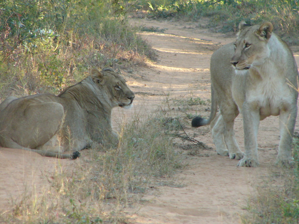 Lions-Marataba-Safari-Lodge-Marakele-National-Park-Limpopo-South Africa